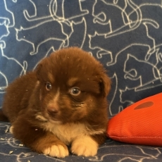 Chiot Berger australien à adopter au prix de 1350 €