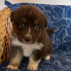 Adoption chiot Berger australien au prix de 1350 €