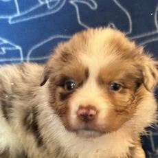 Berger australien chiot vendu 1450 €