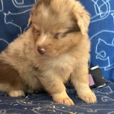 Berger australien chiot vendu 1450 €