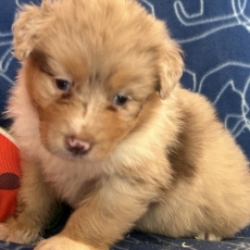Berger australien chiot vendu 1450 €