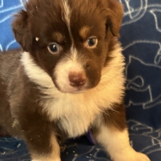 Acheter Berger australien bébé pour 1350 €