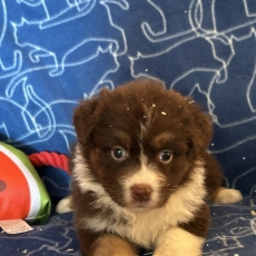 Chiot Berger australien à adopter au prix de 1350 €