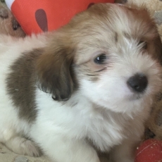 Chiot Coton de Tulear à adopter au prix de 950 €