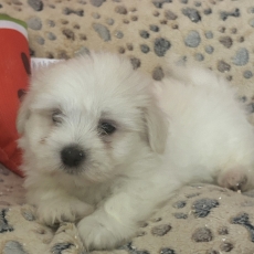 Acheter Coton de Tulear bébé pour 950 €