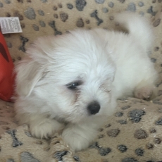 Acheter Coton de Tulear bébé pour 950 €