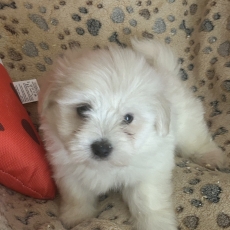 Adoption chiot Coton de Tulear au prix de 950 €
