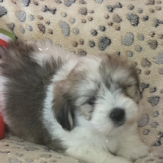Coton de Tulear chiot vendu 950 €