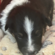 Colley Shetland chiot vendu 1050 €