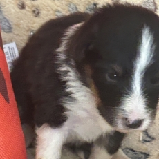 Colley Shetland chiot vendu 1050 €