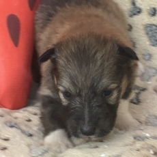 Colley Shetland chiot vendu 950 €