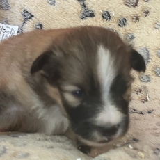Acheter Colley Shetland bébé pour 950 €