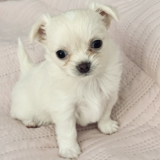 Chiot Chihuahua à adopter au prix de 1680 €