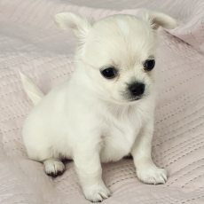 Adoption chiot Chihuahua au prix de 1980 €