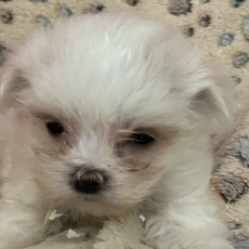 Chiot Bichon Maltais à adopter au prix de 1380 €