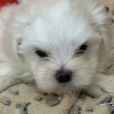Bichon Maltais chiot vendu 1380 €