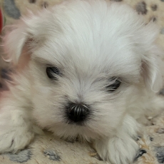 Adoption chiot Bichon Maltais au prix de 1380 €