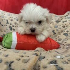 Acheter Bichon Maltais bébé pour 1280 €