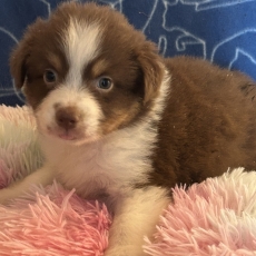 Chiot Berger australien à adopter au prix de 750 €