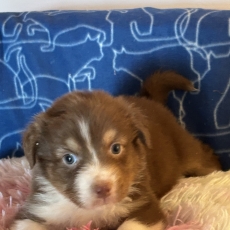 Chiot d'apparence de race Berger australien à adopter.