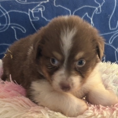 Berger australien chiot vendu 750 €
