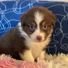 Chiot Berger australien à adopter au prix de 750 €
