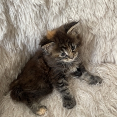 Chaton Maine Coon à adopter au prix de 1700 €