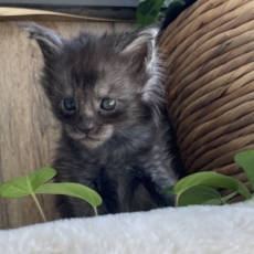 Maine Coon chaton vendu 1700 €