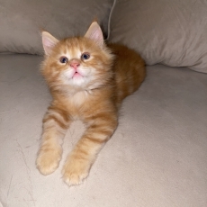 Acheter Maine Coon bébé pour 1000 €