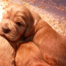 Cette petite femelle Cocker Anglais Spaniel propos�e � l'achat est n�e le 11/06/2026.