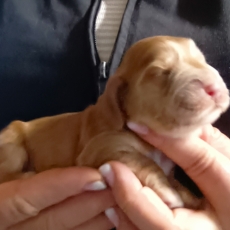 Acheter Cocker Anglais Spaniel bébé pour 1700 €