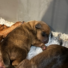 Adoption chiot Pinscher Nain au prix de 1600 €