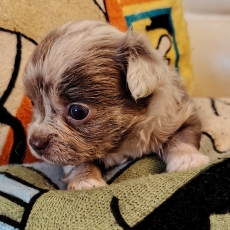 Chihuahua chiot vendu 900 €