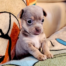 Adoption chiot Chihuahua au prix de 1300 €