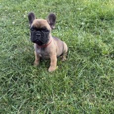 Chiot Bouledogue Français à adopter au prix de 1300 €
