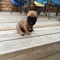Adoption chiot Bouledogue Français au prix de 1300 €
