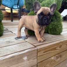Bouledogue Français chiot vendu 1300 €