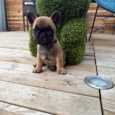 Acheter Bouledogue Français bébé pour 1300 €