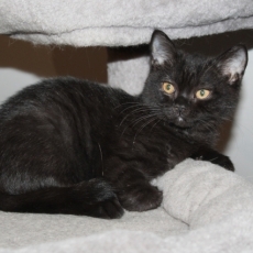 Acheter British Shorthair bébé pour 1200 €