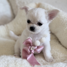 Chiot Chihuahua à adopter au prix de 1780 €