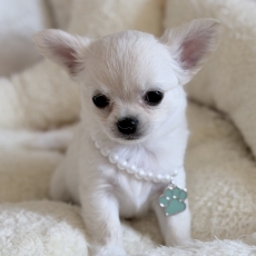 Acheter Chihuahua bébé pour 1680 €