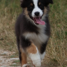 Chiot Berger australien à adopter au prix de 800 €