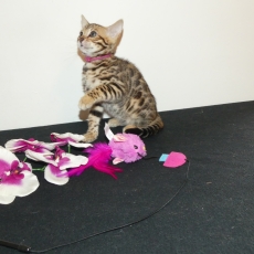 Adoption chaton Chat Bengal au prix de 1200 €