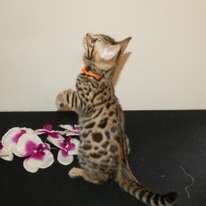 Acheter Chat Bengal bébé pour 1200 €