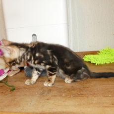 Ce petite mâle Chat Bengal proposé à l'achat est né le 08/04/2026.