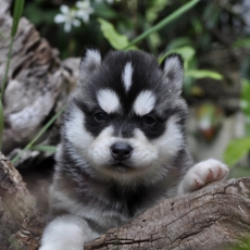 Adoption chiot Husky Sibérien au prix de 1400 €