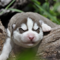 Chiot Husky Sibérien à adopter au prix de 1200 €
