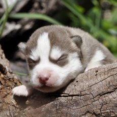 Adoption chiot Husky Sibérien au prix de 1200 €