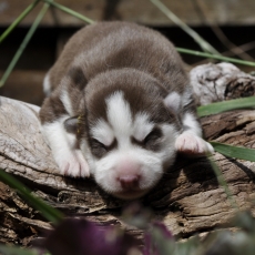 Chiot Husky Sibérien à adopter au prix de 1400 €