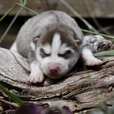 Chiot Husky Sibérien à adopter au prix de 1400 €